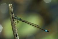Agrion adulte